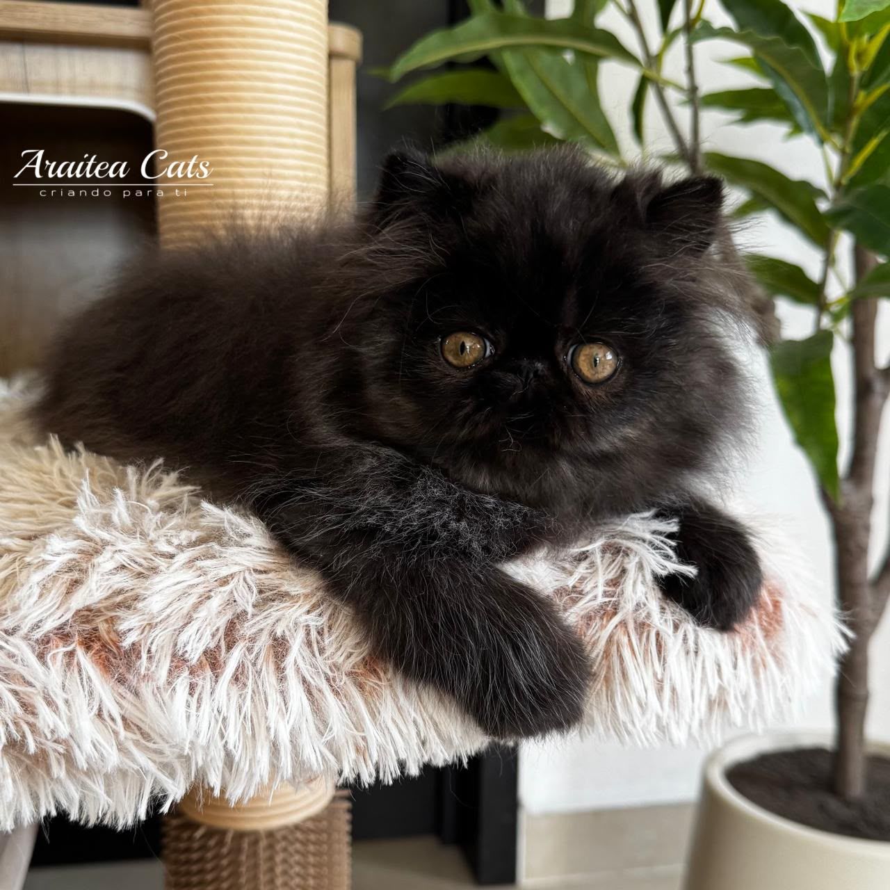 gatito_persa_en_venta
