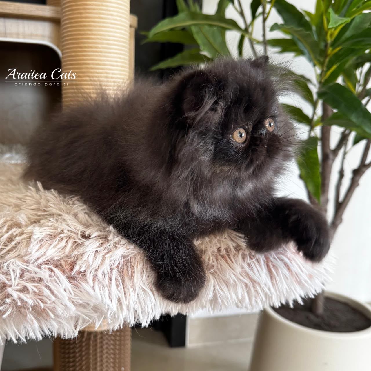 gatito_persa_negro_cdmx