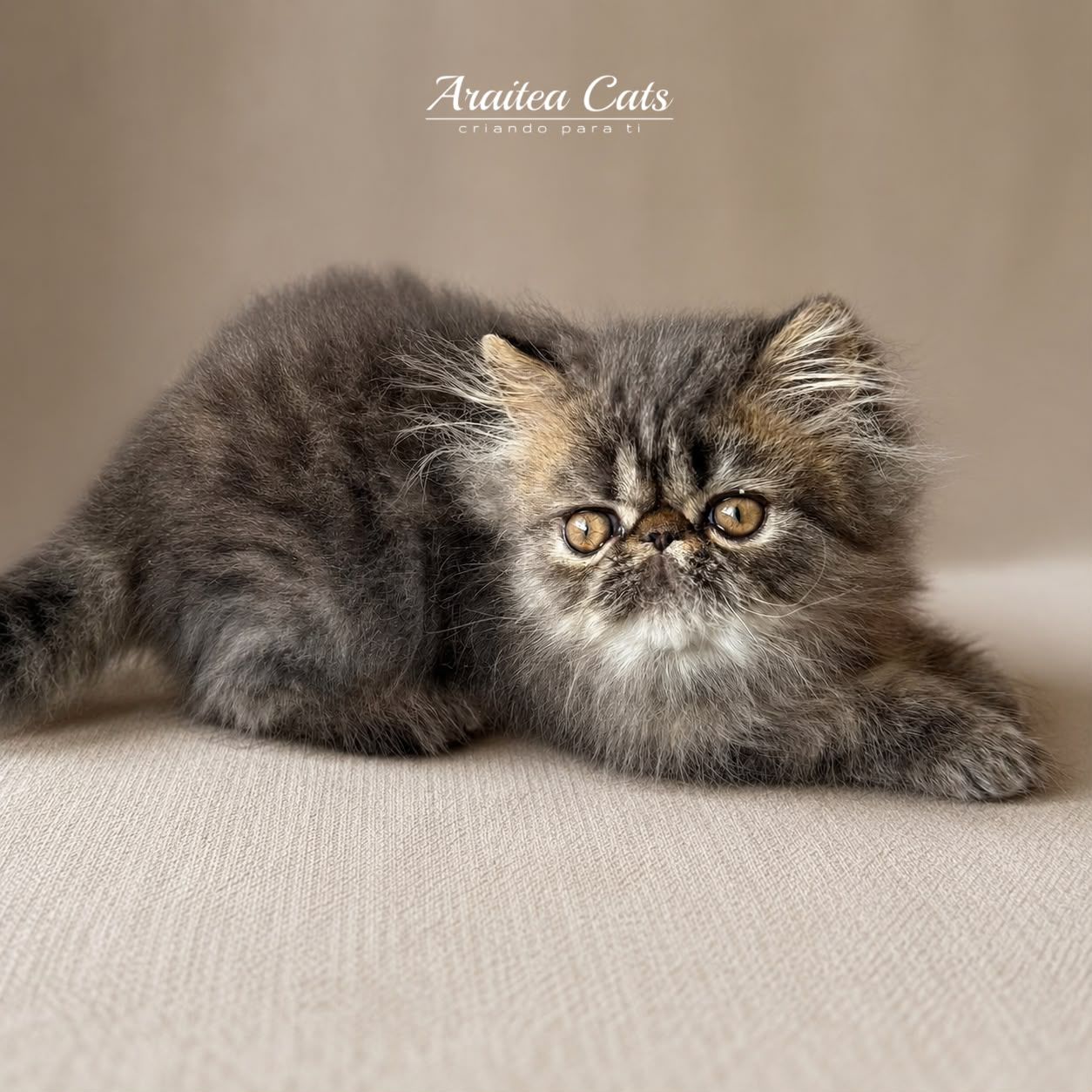 gatito_persa_brown_tabby_cdmx