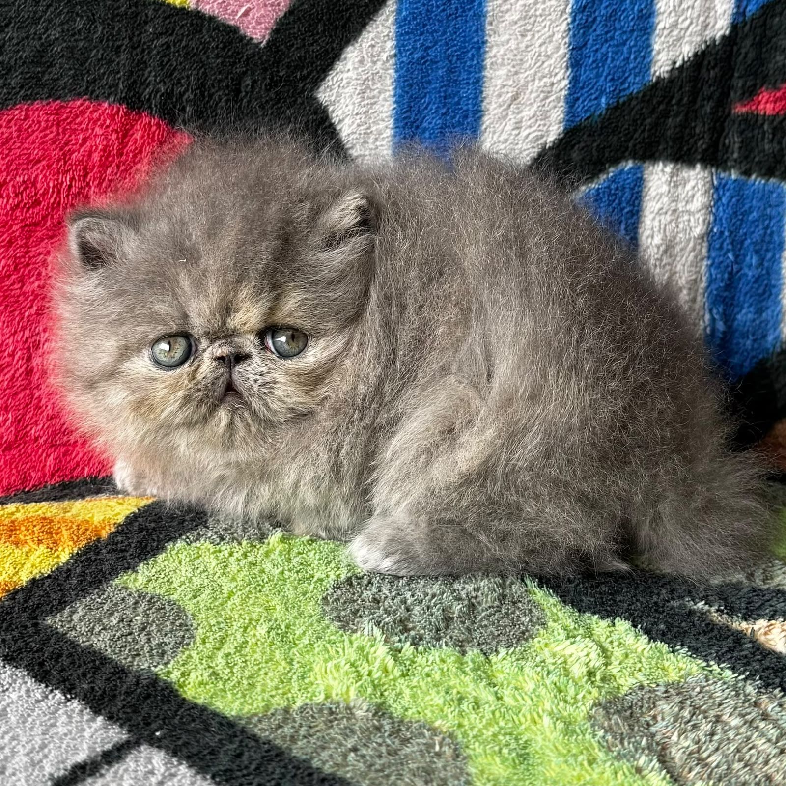 gatitos persas en venta cdmx monterrey queretaro