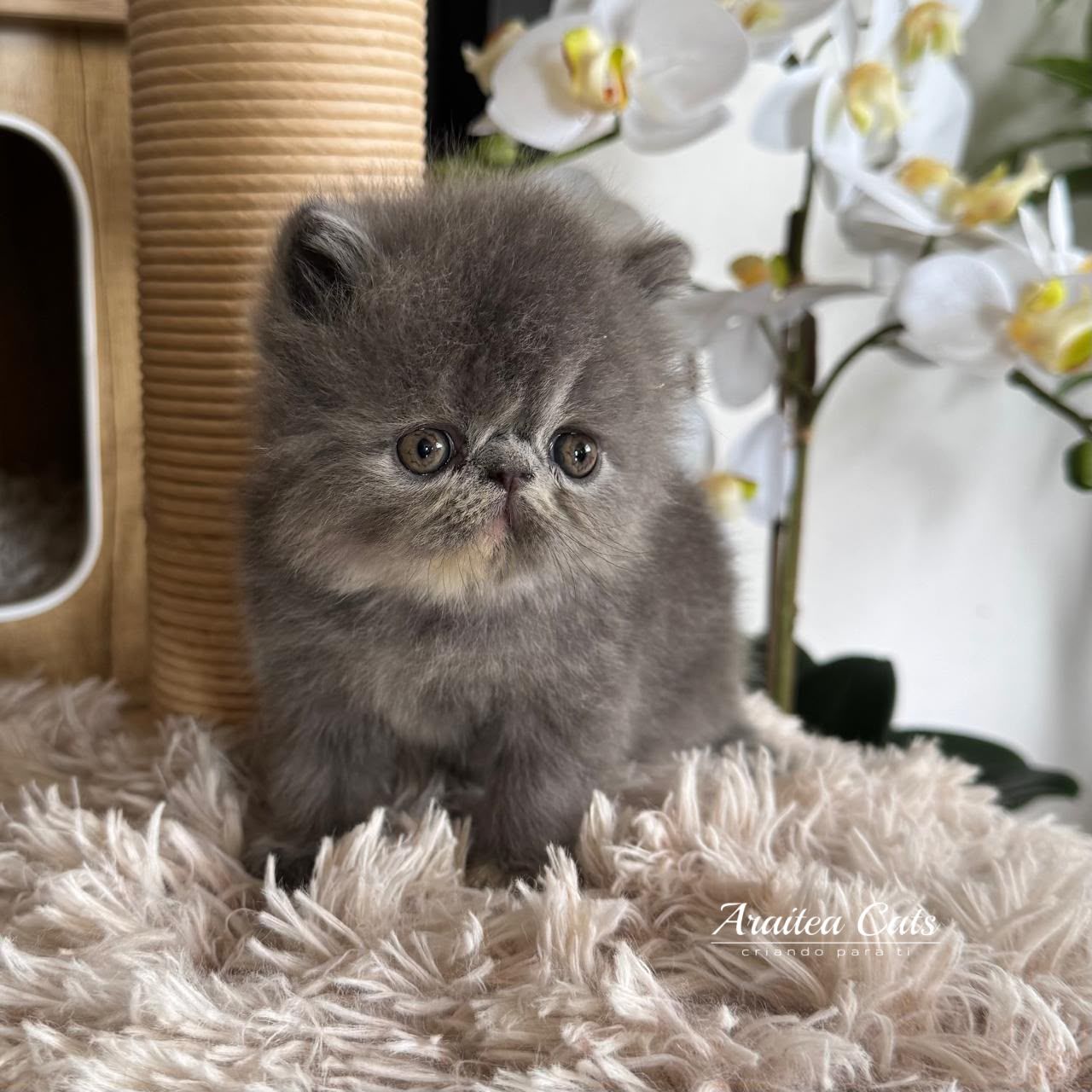 gatitos persas en venta cdmx monterrey queretaro