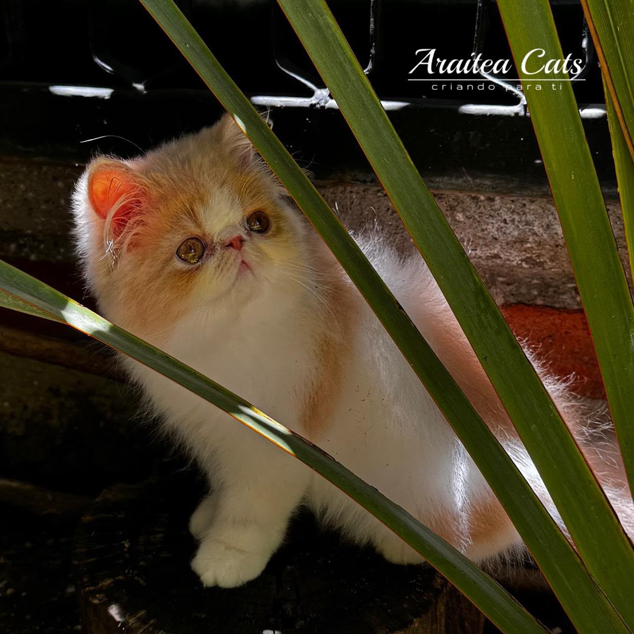 gatitos persas de criadero, bicolor de alta calidad