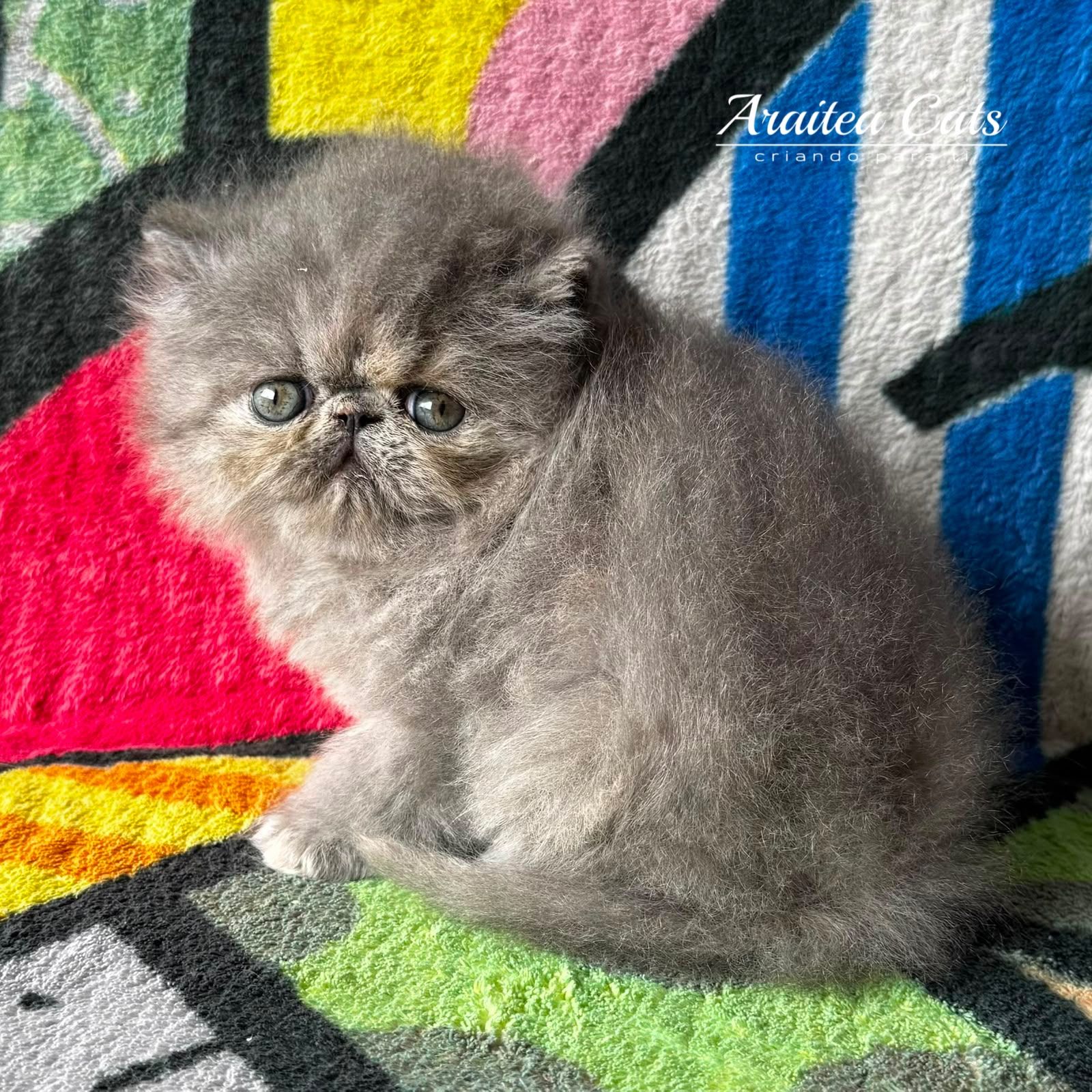 gatos persas cara chata extremo listos para entregar en Guadalajara