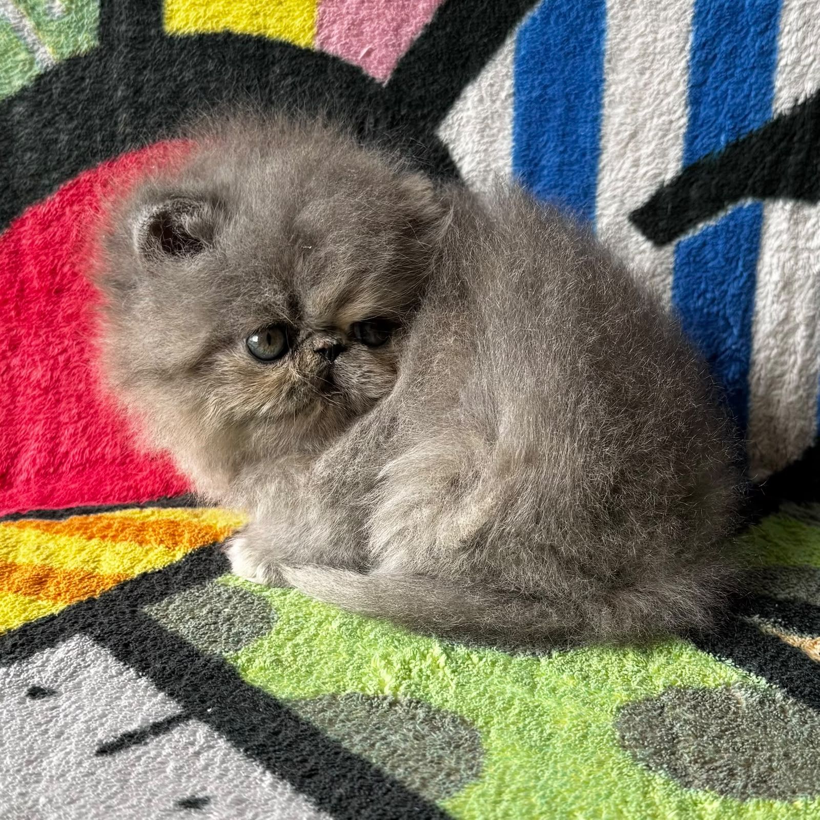 gatitos persas criadero responsable en mexico