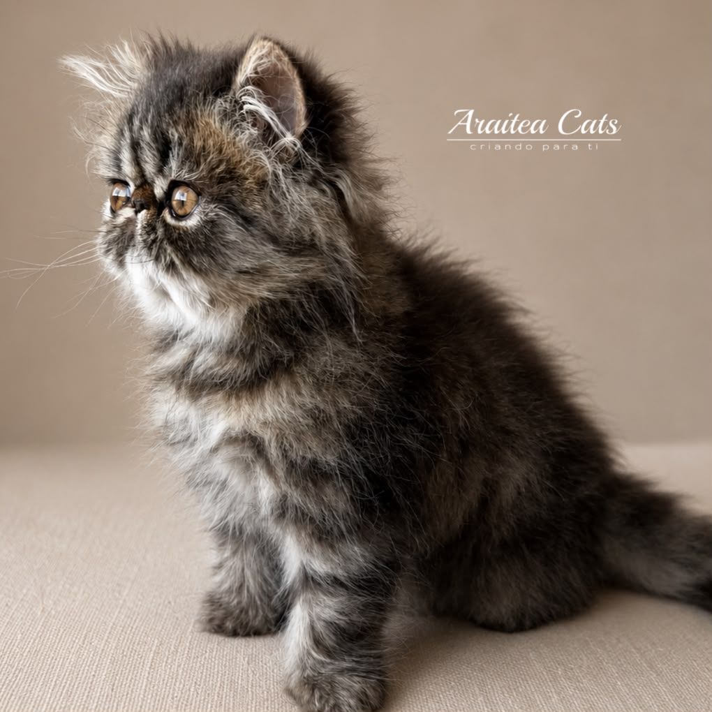 gatitos persas de criadero, brown tabby de alta calidad