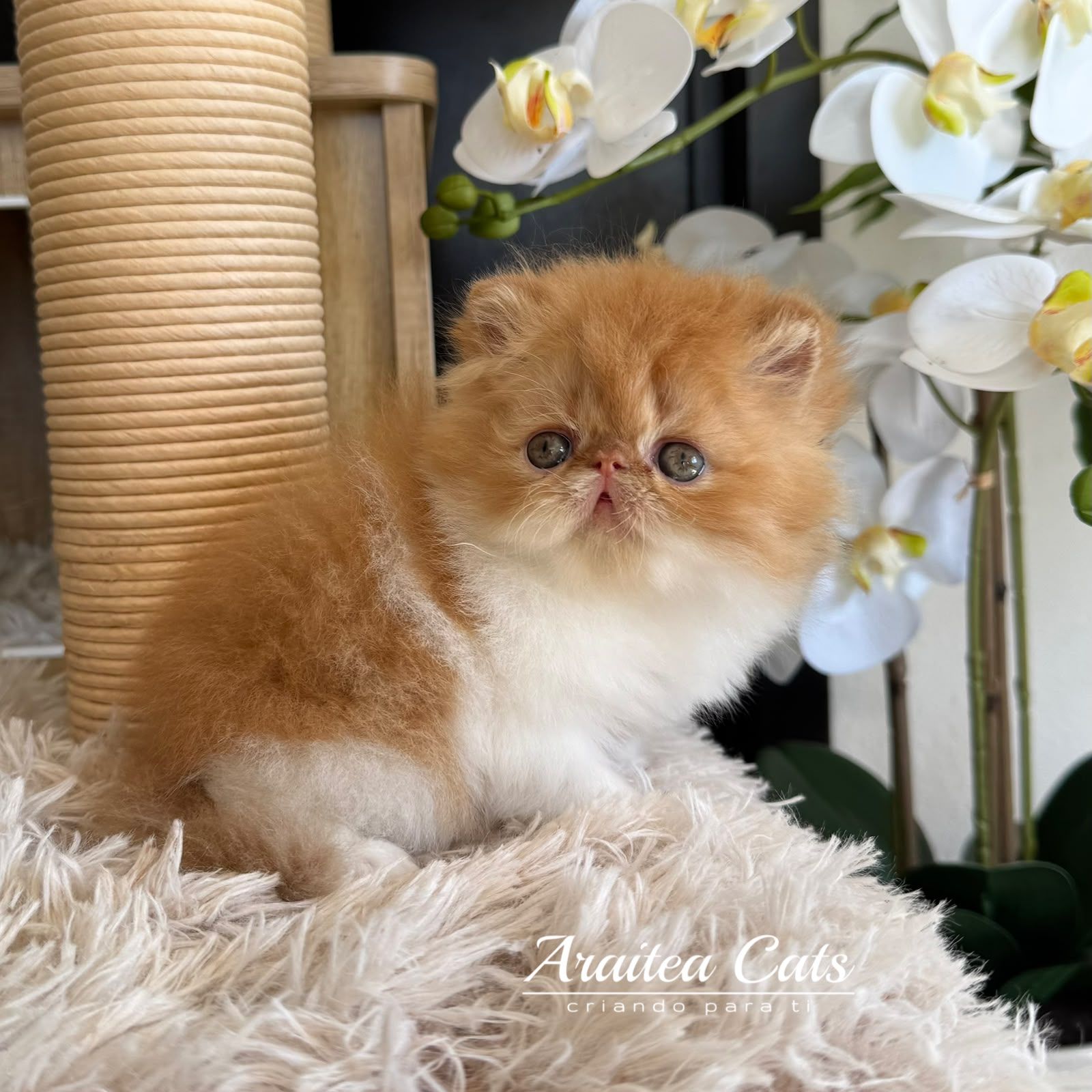 gatito_persa_red_tabby