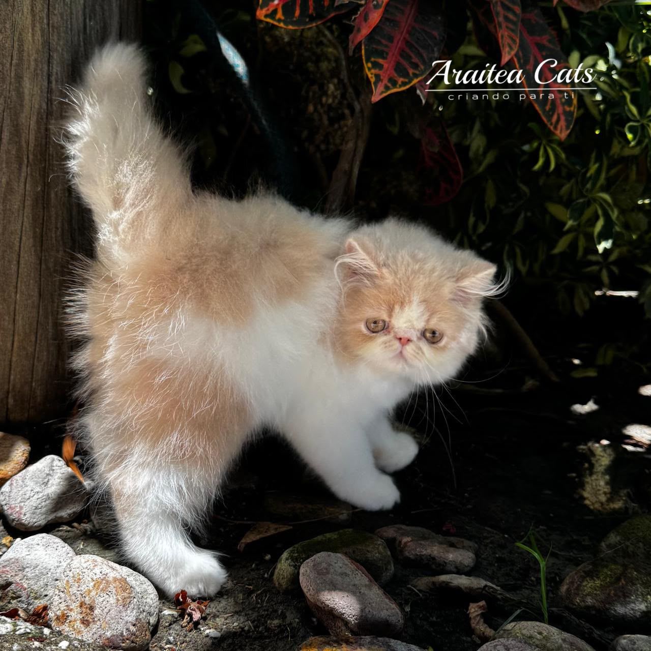 gatito_persa_crema_cdmx