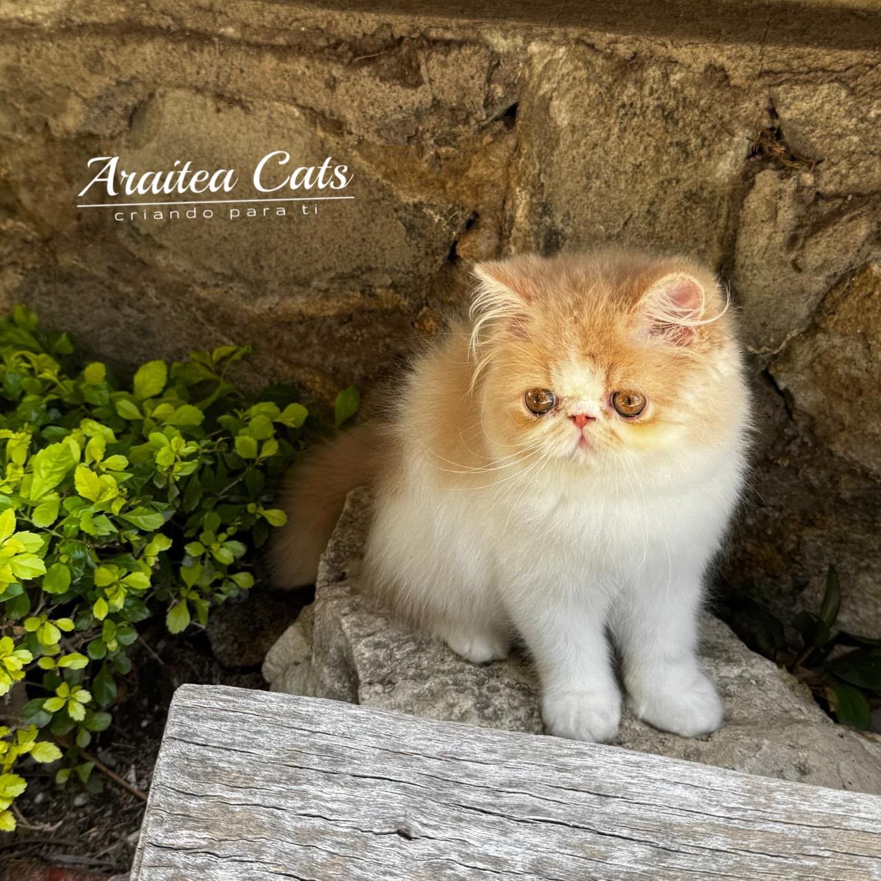 gatito_persa_en_venta