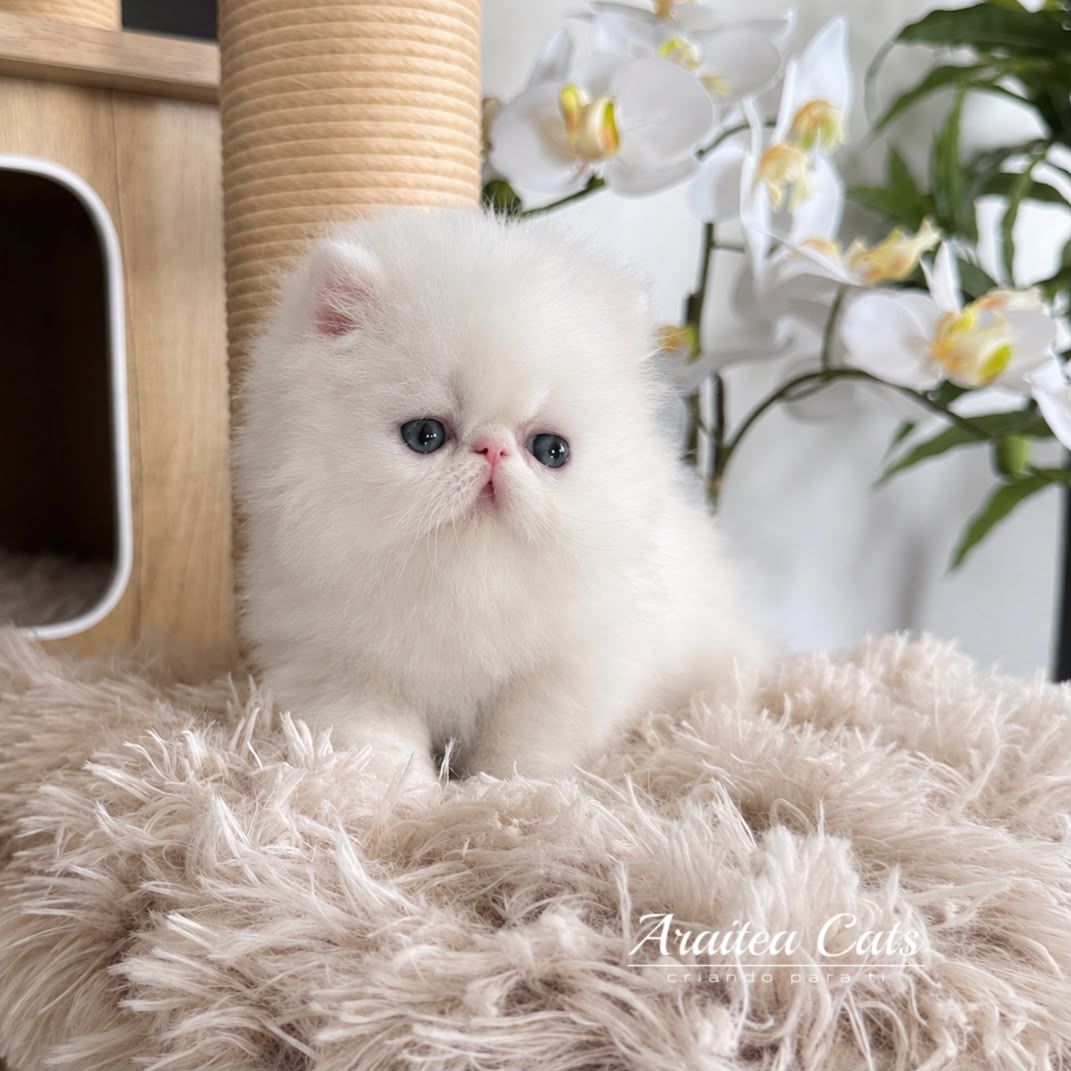 gatos persas bebes con pedigree, criadero profesional