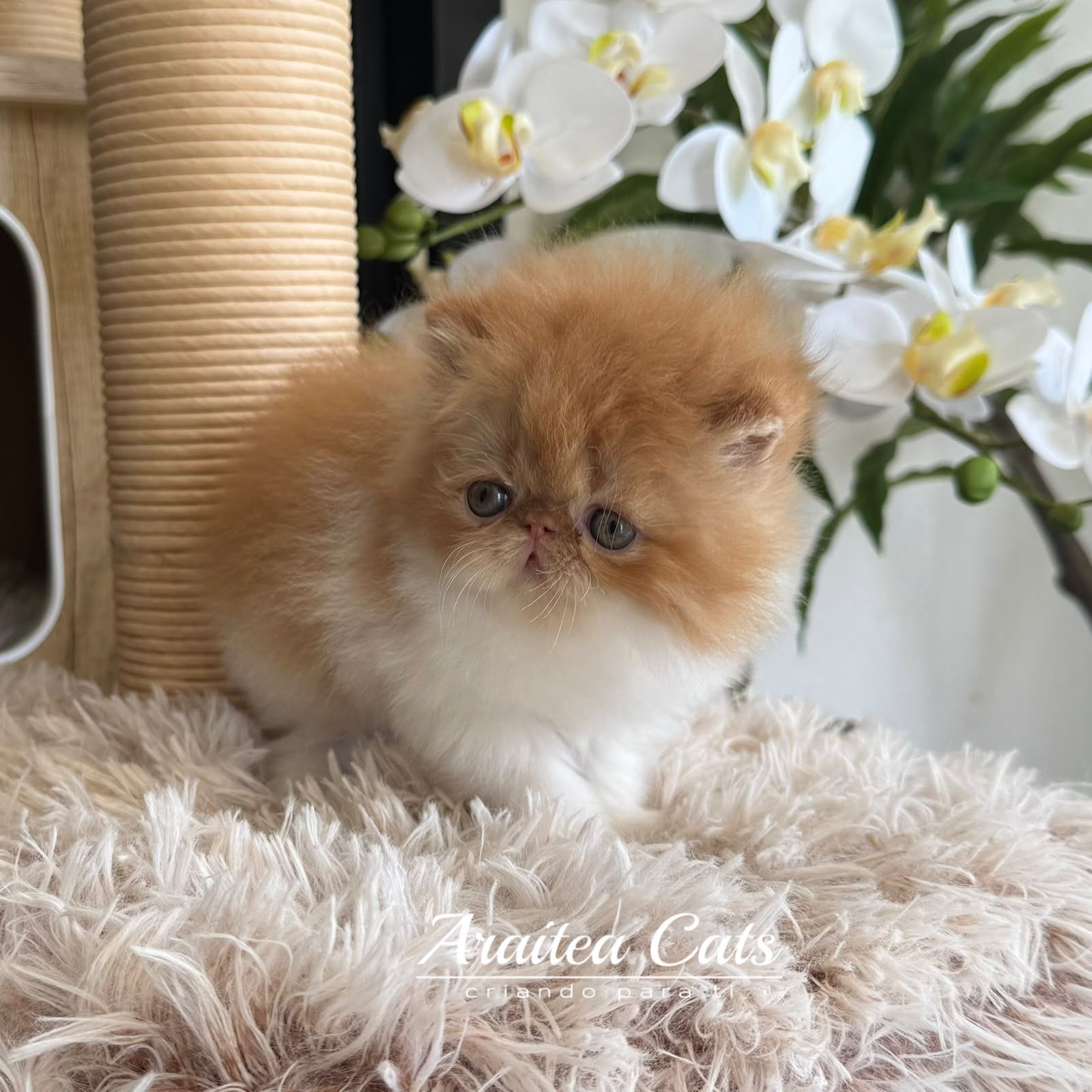 gatos_persa_en_venta