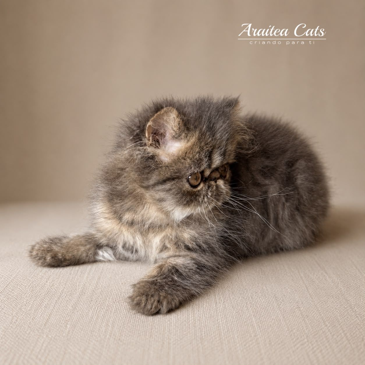 gatito_persa_negro_en_venta